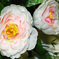 искусственные цветы подставка камелии цвета белый с розовым 19