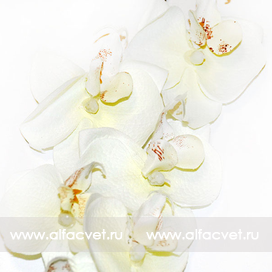 искусственные цветы ветка орхидей цвета белый 6