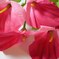 искусственные цветы букет каллы цвета розовый с малиновым 53