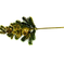 искусственные цветы ветка елочки с шишкой и блестками цвета золотой 62