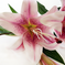 искусственные цветы ветка лилии цвета светло-сиреневый 43